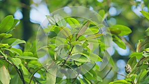 Green Magnolia Seed Pod Or Cone With Big Bright Leaves. Tree Of Family Magnoliaceae. Selective focus.