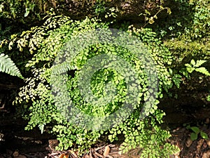 Green Maidenhair ferns