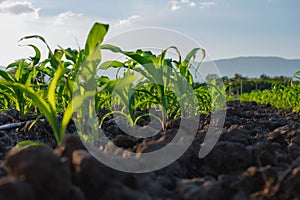 Green maize corn in the agricultural cornfield, agronomy, animal feed agricultural industry