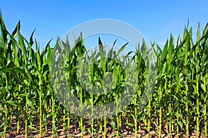 Green maize field photo