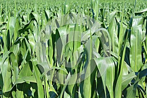 Green maize field
