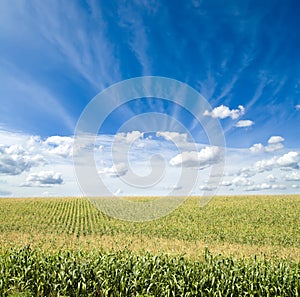 Green maize field