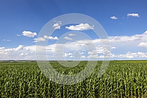 Green maize fields with white clouds and blue skies