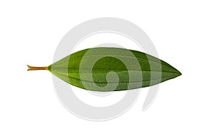 Green Malabar melastome flower leaf isolated on white