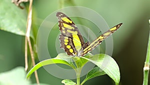 a green malachite butterfly resting on a leaf