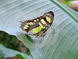 Green Malachite Butterfly (siproeta stelenes)