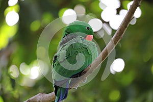 The Green Male Eclectus Parrot Bird Cleaning Fur On Tree Branch