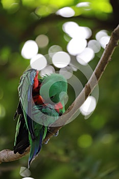 The Green Male Eclectus Parrot Bird Cleaning Fur On Tree Branch