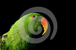 Green Male Eclectus Parrot