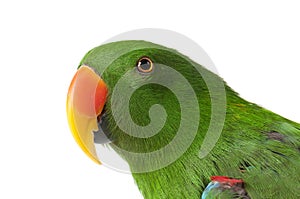 Green Male Eclectus Parrot