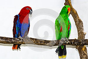 Green male and red female eclectus parrots