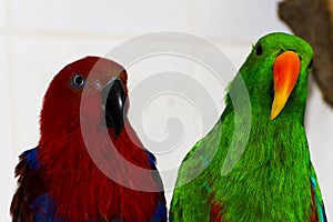 Green male and red female eclectus parrots