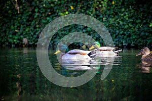 Green mallard ducks swimming in the Glamorganshire Canal local nature reserve