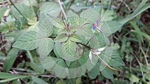 Green maman lanang or cleome rutidosperma leaves photo