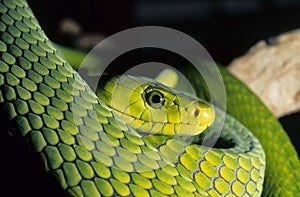 Green mamba