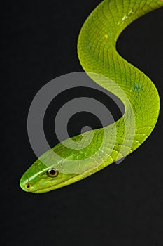 Green mamba