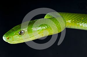 Green mamba