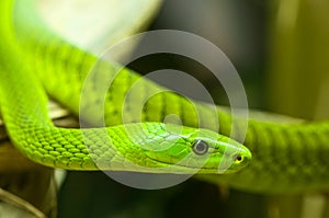 Green mamba 2