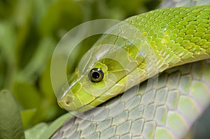 Green mamba