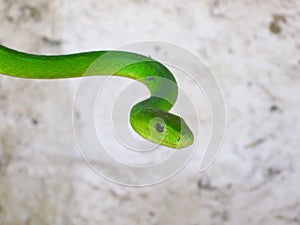 Green Mamba