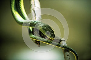 GREEN MAMBA dendroaspis angusticeps, ADULT, TANZANIA