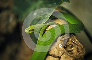 GREEN MAMBA dendroaspis angusticeps, TANZANIA photo