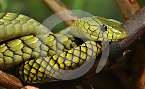 Green Mamba (Dendroaspis angusticeps) photo