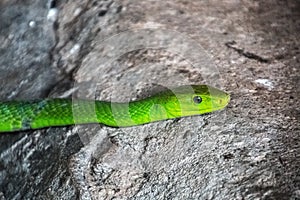 Green mamba in kenya