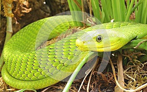 Green Mamba Snake closeup