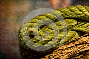 Green Mamba Snake coiled on tree log