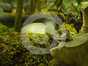 Green mamba snake
