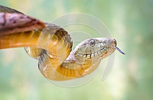 The Green Mamba snake on the tree in Uganda, Africa