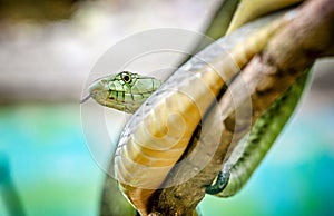 The Green Mamba snake on the tree in Uganda, Africa