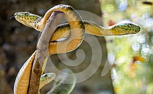 The Green Mamba snake on the tree in Uganda, Africa
