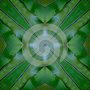 Green mandala from forest palm trees. Mandala made from natural fern leaves.