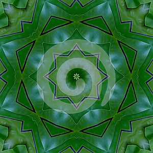 Green mandala from forest palm trees. Mandala made from natural fern leaves.