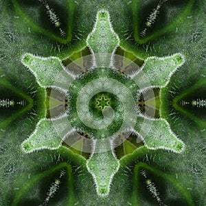 Green mandala from forest Saintpaulia or african violet leaves. Mandala made from natural objects.