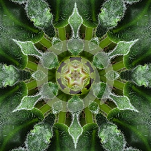 Green mandala from forest Saintpaulia or african violet leaves. Mandala made from natural objects.