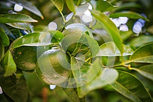 Green mandarin fruit grows on a branch of a tropical tree.