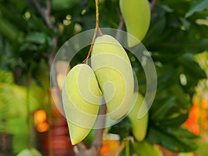 Green mango fruit hanging on tree.