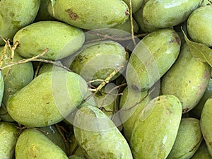 green mango fruit in thailand