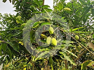 Green mango fruits hang on a tree. Hikkaduwa, Sri Lanka