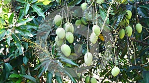 Green mango hanging,mango field,mango farm. Agricultural concept,Agricultural industry concept.