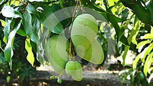 Green mango hanging,mango field,mango farm. Agricultural concept,Agricultural industry concept.