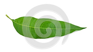Green mango leaf isolated on white background