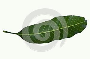A Green mango leaf isolated on white background