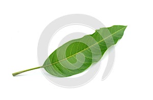 Green mango leaf isolated on white background