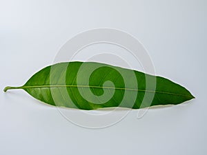 Green mango leaf isolated white background.