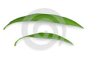 Green Mango leaf isolated on a white background. Top view. Flat lay