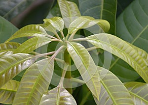 green mango leaf in nature garden